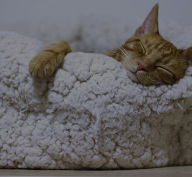 cat grooming in Dubai