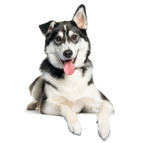 Board my hotsell dog near me