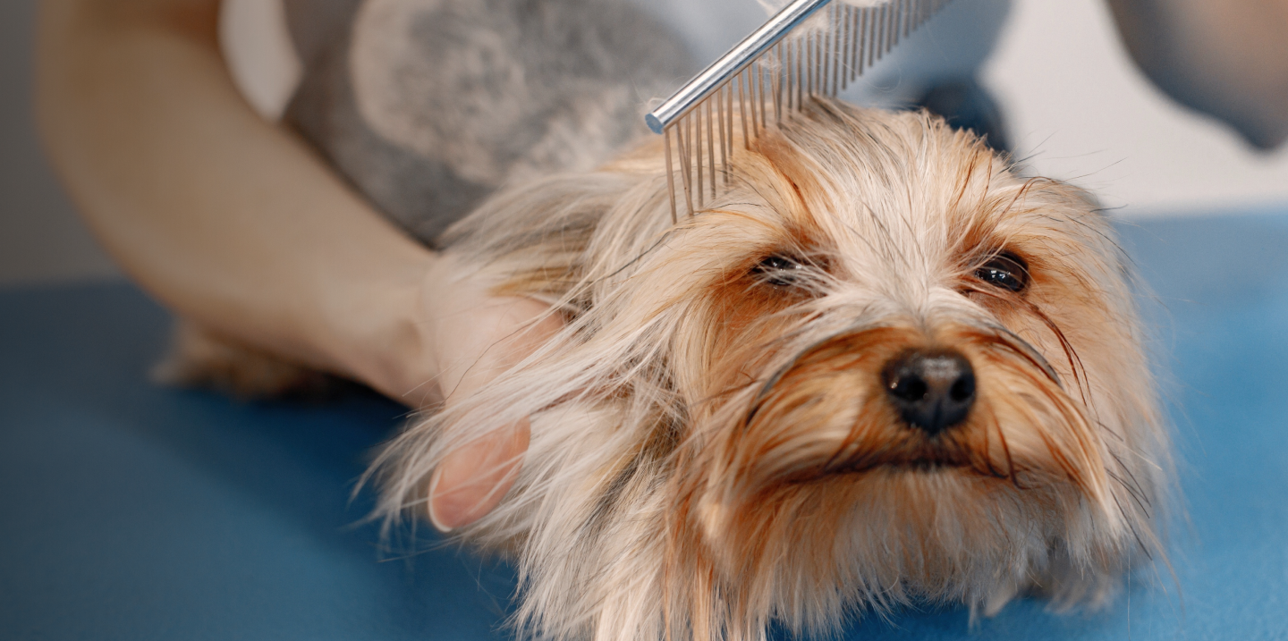 Dog Grooming in Dubai