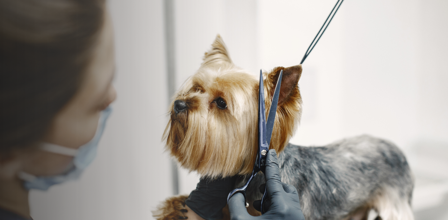dog grooming in Dubai
