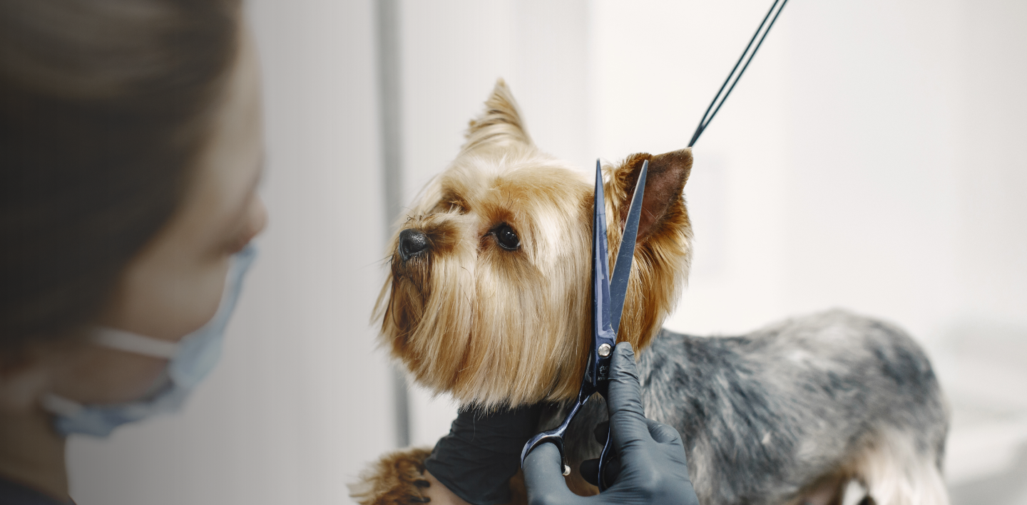 pet grooming in Dubai