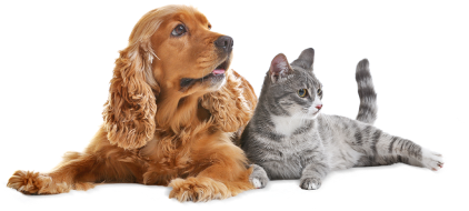 pet grooming UAE