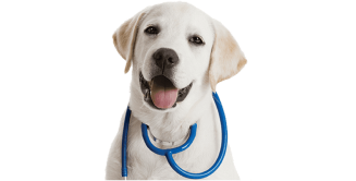 veterinary services abu dhabi